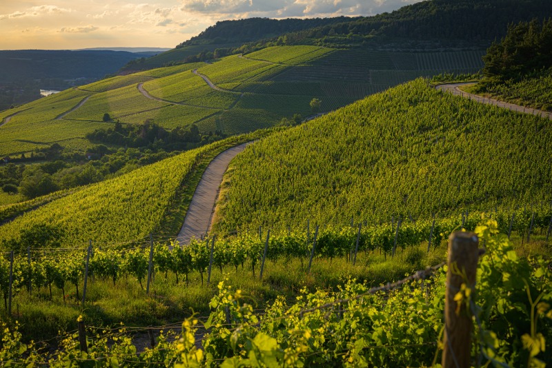 Bordeaux Vineyard landscape