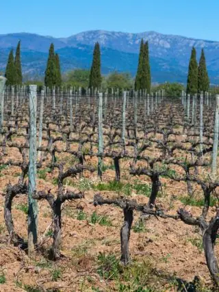 empordà vineyards