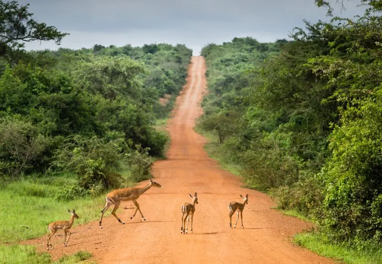 Uganda