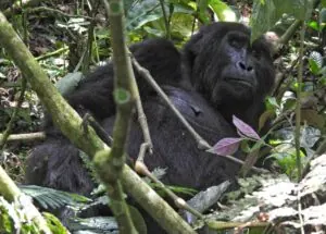 Bwindi Impenetrable Rainforest