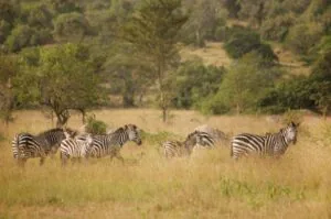 Queen Elizabeth National Park